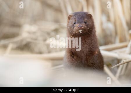 Ein amerikanischer Mink springt aus den Katteln, die ein Feuchtgebiet im Rouge National Urban Park in Scarborough, Ontario, umzingeln. Stockfoto