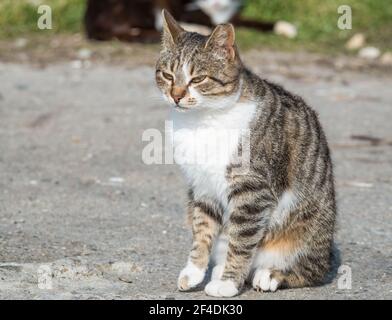 Obdachlose weiße graue streunende Katze sitzt auf dem Boden Stockfoto