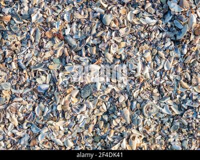 Verschiedene gebrochene Muscheln Fragmente auf dem Sandstrand. Hintergrundtextur mit kleinen Fragmenten von Muscheln Stockfoto