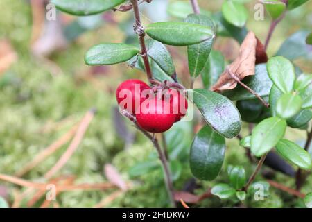 Nahaufnahme von roten reifen Preiselbeeren, die im Sommer wachsen. Stockfoto