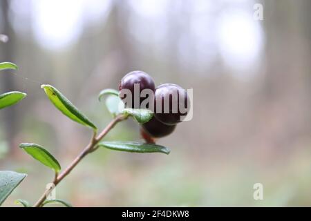 Nahaufnahme von roten reifen Preiselbeeren, die im Sommer wachsen. Stockfoto