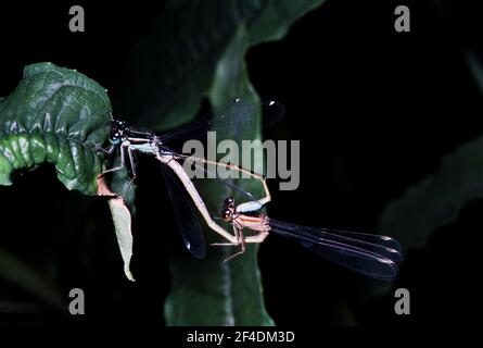 Libelle und Damselfly Wildtiere, wilde Orte, Wald, Natur, Großbritannien Flug Insektenwelt in Heathland in Hertfordshire UK Stockfoto