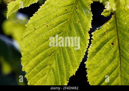 Aesculus hippocastanum, die Rosskastanie, wird manchmal auch Rosskastanie, buckeye, Konkerbaum oder spanische Kastanie genannt. Stockfoto