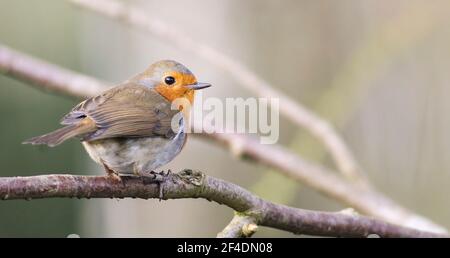 Robin kommt in einen Northamptonshire Garten um zu essen Stockfoto