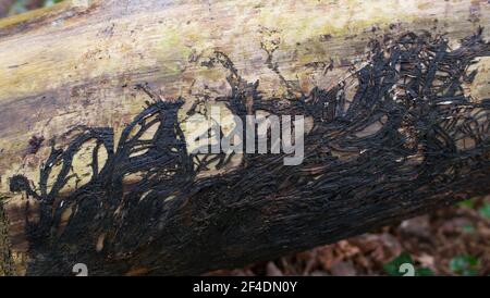 Log im Winter zeigt dunkle Wurzeln an der Unterseite mit befestigt Speicherplatz kopieren Stockfoto
