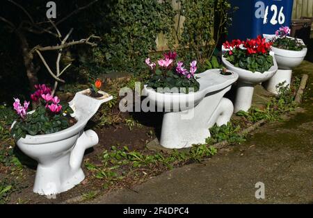 Weiße Toilettenschüsseln mit persischen Cyclamen und Tulpen im Vorgarten gepflanzt. Wiederverwendung von Haushaltsgegenständen und Umwandlung in DIY-Pflanzgefäße Zero Waste Stockfoto