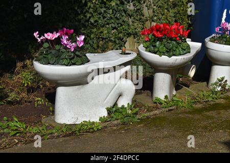 Die Toilette in Pflanzgefäß zu verwandeln ist ein effektives Recycling-Projekt, das es ist Schwer, so wird nicht im starken Wind Nachbarn blasen Kann Einwände gegen die Toiletten auf dem Display haben Stockfoto