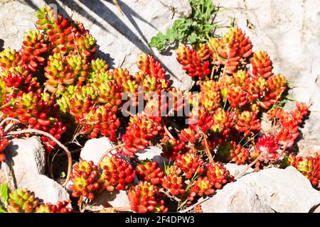 Mediterraner Garten, Steine, Sedum Rubrotinctum Jelly Beans an der französischen Riviera im Frühling Stockfoto