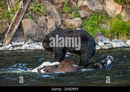 Ein schwarzfarbener Grizzlybär steht auf einem Bison/Büffel-Korpus im Yellowstone River, Yellowstone National Park, USA Stockfoto