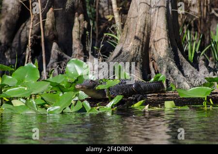 Ein jüngerer Alligator hat ein wachsames Auge, während er auf einem Baumstamm am Ufer des Silver River im Silver Springs State Park, Florida, USA, sonne Stockfoto