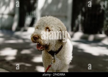 Ein süßer weißer Lagotto Romagnolo Rasse Hund trägt einen Kragen Und draußen stehen Stockfoto