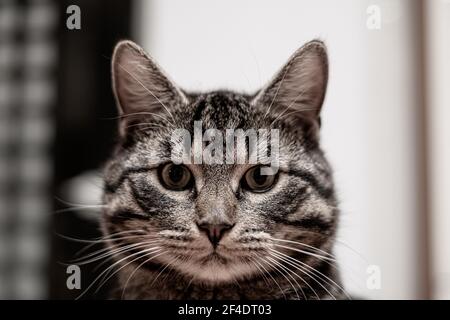 Ein Porträt einer grauen gestromten europäischen Hauskatze Stockfoto