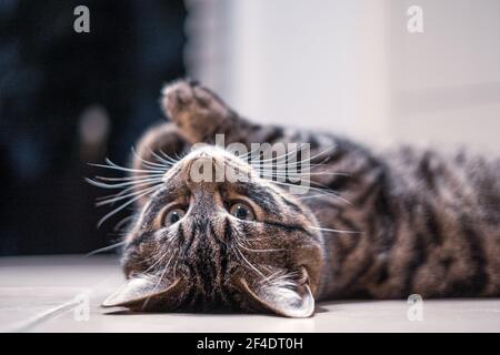 Eine grau gestromte europäische Hauskatze liegt auf dem Rücken Und schaut auf die Kamera Stockfoto