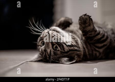 Eine grau gestromte europäische Hauskatze liegt auf dem Rücken Und schaut auf die Kamera Stockfoto