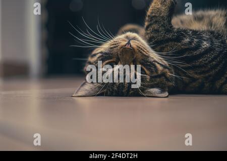 Eine grau gestromte europäische Hauskatze liegt auf dem Rücken Und schaut auf die Kamera Stockfoto
