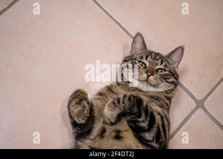 Eine grau gestromte europäische Hauskatze liegt auf dem Rücken Und schaut auf die Kamera Stockfoto