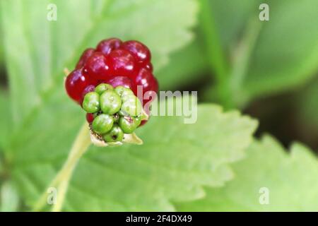 Kleine Zwergwild-Himbeeren wachsen auf dem Waldboden. Stockfoto