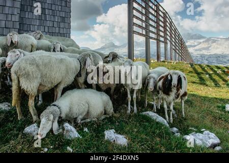 Schafe in Alpennäse.Gruppe von Schafen Weiden im Fahrerlager in Österreichische Landschaft.Herde von Schafen in den Bergen.Säugetiere Landwirtschaft im Freien.Agricu Stockfoto