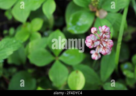 Blick hinunter einen rosa wintergrünen Blütenstiel. Stockfoto