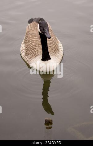 Kanadagans (Branta canadensis) schwimmen in einem See im rötlichem Vale Country Park, Manchester, Großbritannien Stockfoto