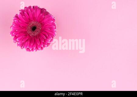 Blume in rosa Farbe mit Hintergrund der gleichen Farbe, Hintergrund mit Platz für Text Stockfoto