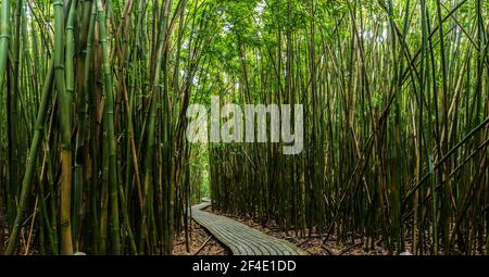 Boardwalk durch den riesigen Bambuswald auf dem Pipiwai Trail, Kipahulu District, Haleakal National Park, Maui, Hawaii, USA Stockfoto