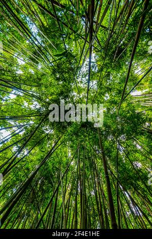 Vertikaler Blick auf den riesigen Bambuswald auf dem Pipiwai Trail, Kipahulu District, Haleakal National Park, Maui, Hawaii, USA Stockfoto