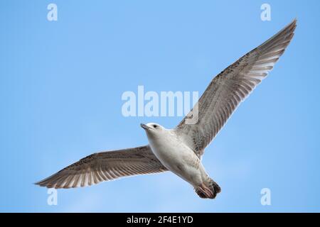 Nahaufnahme der Kaspischen Möwe Larus cachinnans fliegen Stockfoto