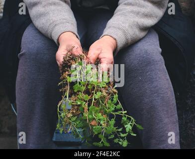 Frühlingszeit Stockfoto