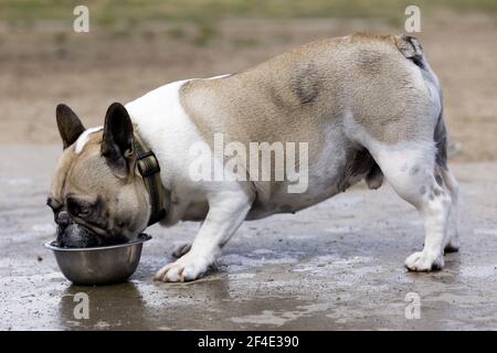 Braun und weiß piebald Frenchie männlichen Trinkwasser Stockfoto