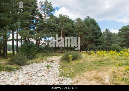 Horizontales Bild eines steinigen Weges durch einen Kiefernwald Umgeben von grünem Gras und gelben Blumen mit bewölktem Himmel Im Hintergrund Stockfoto