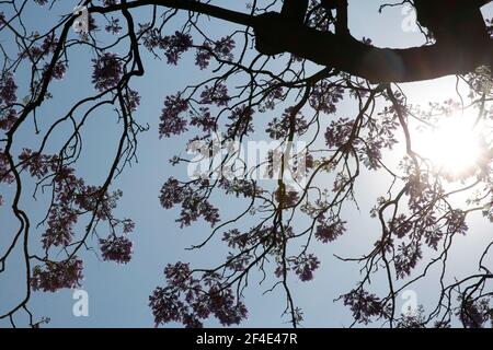 MEXIKO-STADT, MEXIKO - MÄRZ 12: Blühende Jacaranda Bäume in der Stadt gesehen. Die jacaranda Bäume schmücken die Stadt in Purpur, mit ihm den Anfang des Frühlings. Am 12. März 2021 in Mexiko-Stadt, Mexiko. Quelle: Angel Morales Rizo/Eyepix Group/The Photo Access Stockfoto