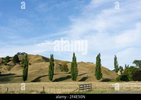 Reihe von fünf grünen Pappelbäumen über Feld am Fuße des Hügels im ländlichen Waikato Neuseeland. Stockfoto