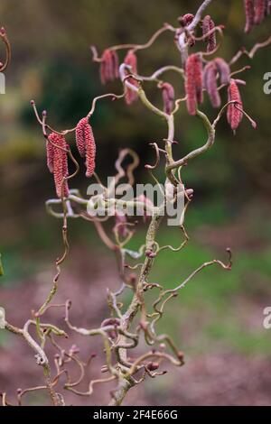 Corylus Avellana, Contorta Red / Red Majestic Haselbaum Stockfoto