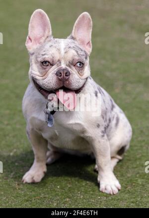 6-Monate-Alte Tan Merle und Lilac Französische Bulldogge Hündin Puppy sitzend Und keuchend Stockfoto