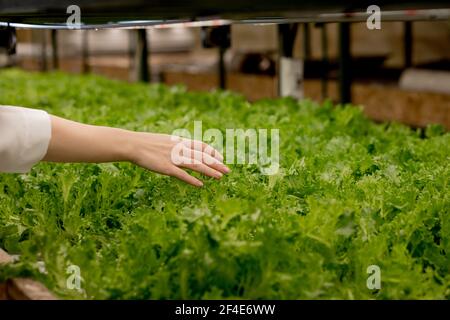 Hand der Frau Landwirt sammeln hydroponic, Bio Grünsalat in Gewächshaus Besitzer Kleinunternehmer, gesunde Ernährung Produkt für ihn Stockfoto