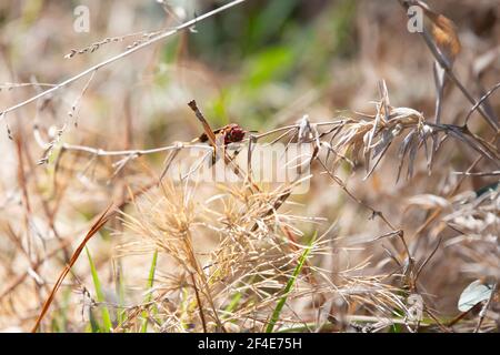 Papierwespe (Polistes carolina) Auf getrocknetem Gras ragt das Laub gefährlich über Kiefernstroh Stockfoto