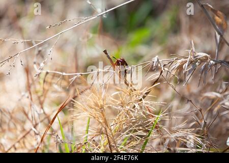 Papierwespe (Polistes carolina) Auf getrocknetem Gras ragt das Laub gefährlich über Kiefernstroh Stockfoto