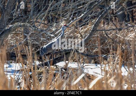 Der Sandhügelkran (Antigone canadensis) in einem verschneiten Sumpf in Wisconsin nach der Rückkehr aus dem Süden. Stockfoto