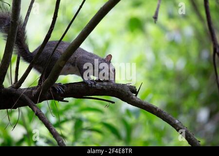 Eichhörnchen schnüffelt neugierig, wie es entlang einer Extremität huscht Stockfoto