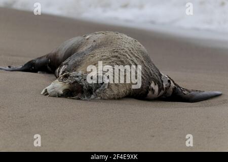 Tote Elefantenrobbe am Limantor Beach in Kalifornien Stockfoto