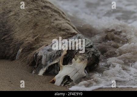 Tote Elefantenrobbe am Limantor Beach in Kalifornien Stockfoto