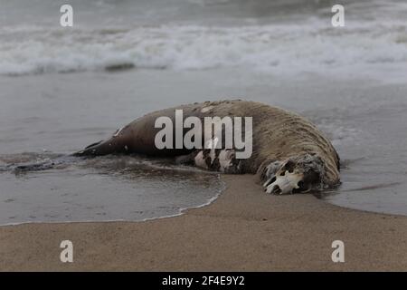 Tote Elefantenrobbe am Limantor Beach in Kalifornien Stockfoto