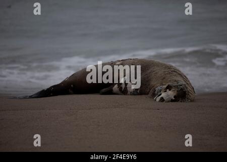 Tote Elefantenrobbe am Limantor Beach in Kalifornien Stockfoto