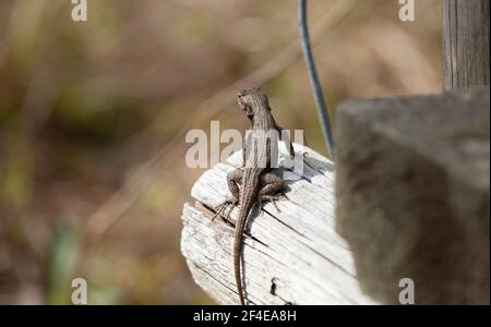 Neugierige große männliche östliche Zauneidechse (Sceloporus consobrinus) Blick von seinem Fleck auf einen Holzpfosten Stockfoto