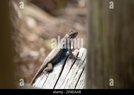 Große männliche östliche Zauneidechse (Sceloporus consobrinus) Auf einem Holzpfosten Stockfoto