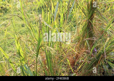 Reif Reisig fest Nahaufnahme für die Ernte auf dem Feld Stockfoto