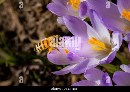Eine westliche Honigbiene (APIs mellifera), die Pollen aus dem frühen Frühjahr sammelt. Stockfoto