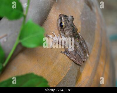 Gewöhnlicher Baumfrosch an der Wand, Amphibien in Thailand Stockfoto