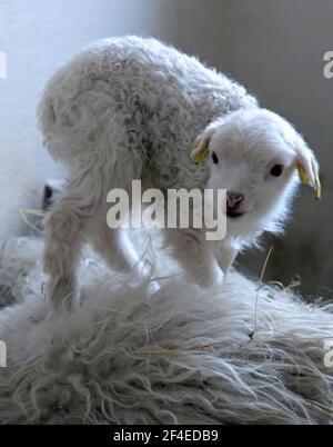 Roskow, Deutschland. März 2021, 15th. Ein im März 2021 von der Rasse Skudden geborenes Lamm steht auf dem Rücken des Mutterschafs auf dem Bauernhof Skudden im Bezirk Roskow von Weseram. Auf dem Hof züchten Bauer Katja Behling und ihr Mann Christoph Skudden, die kleinste einheimische Schafrasse, die zu den ältesten Hausschafrassen zählt und weiße Mischwolle produziert. Die Skudde steht auf der Roten Liste der vom Aussterben bedrohten Nutztierrassen. (Zu 'Lambing Time: Nachzucht ist ein wirtschaftlicher Faktor für Schafzüchter') Quelle: Soeren Sache/dpa-Zentralbild/ZB/dpa/Alamy Live News Stockfoto
